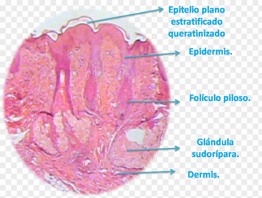 Dermis Histology Reticular Lip Papillary PNG
