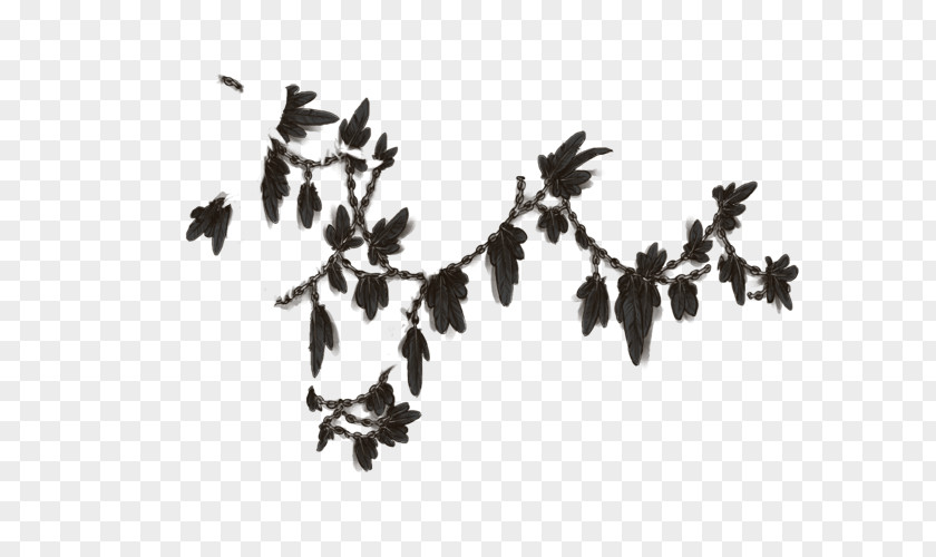 Feather Black White Leaf Font PNG