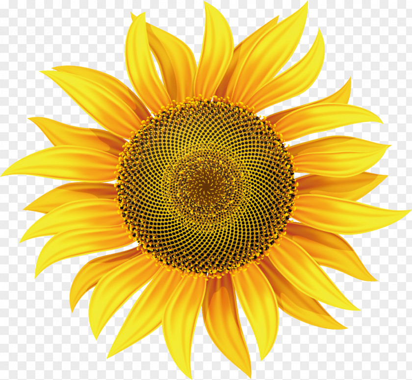 Flower Common Sunflower Royalty-free Clip Art PNG