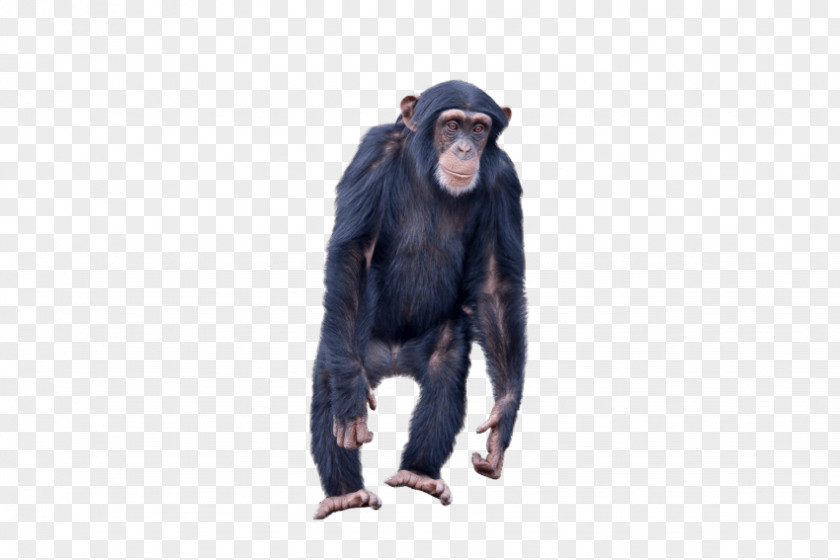 Gorilla Common Chimpanzee Monkey Ape PNG