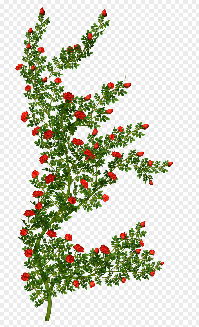 Lush Rose Shrub Flower Clip Art PNG