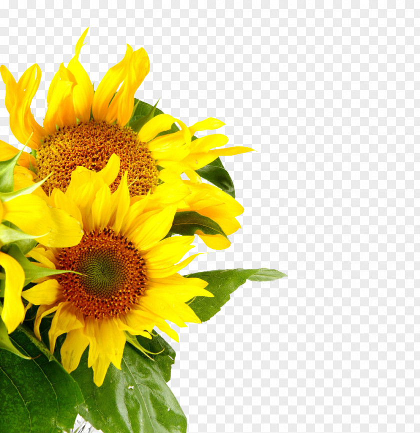 Yellow Sunflower Stock Photography Shutterstock Common PNG