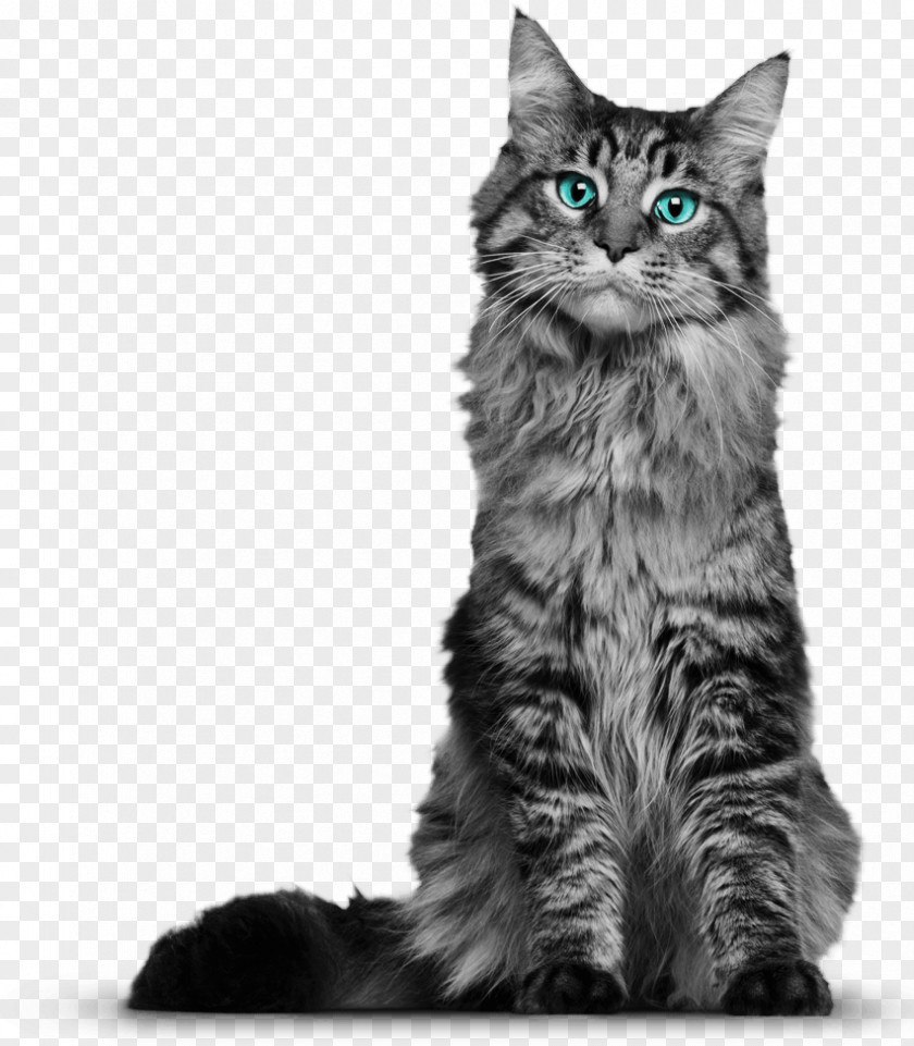 Cat Photos Maine Coon Whiskers Domestic Short-haired Kitten Black PNG