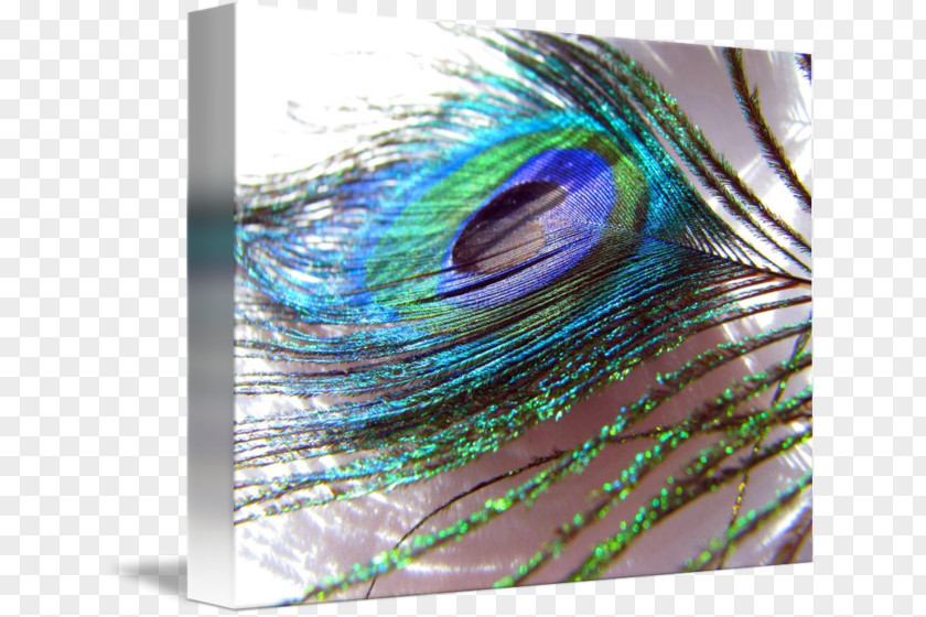 Color Peacock Feathers Close-up Feather PNG