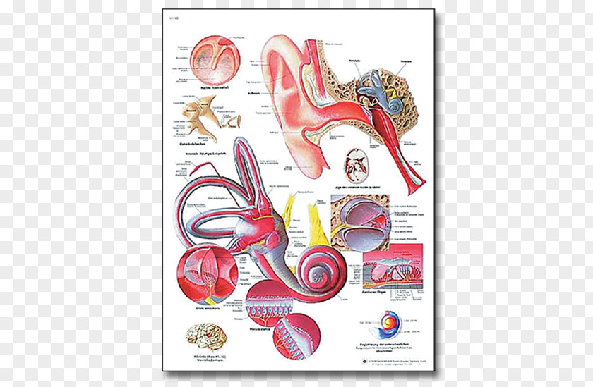 Human Ear Chart, Laminated Version Middle Conditions ChartEar Diseases Of The 3B Scientific Anatomy PNG
