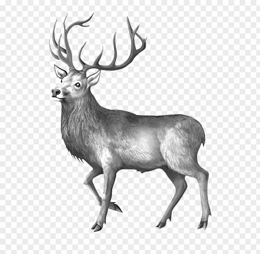 Melancholy Deer Elk Reindeer Black And White PNG