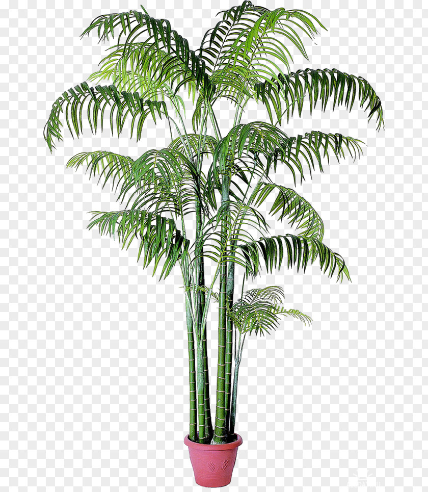 Multi Purpose Flyers Babassu Houseplant Arecaceae Date Palm PNG