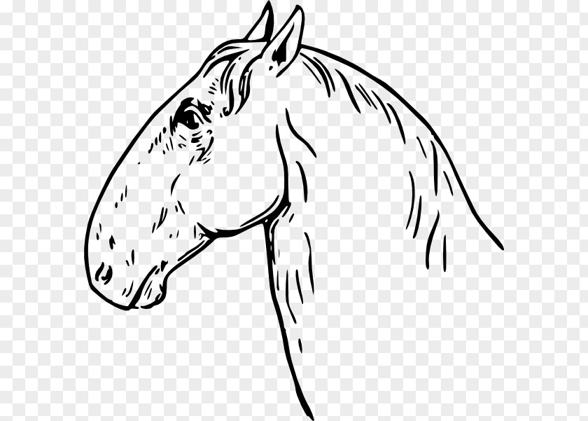 Mustang Arabian Horse Horses Clip Art PNG