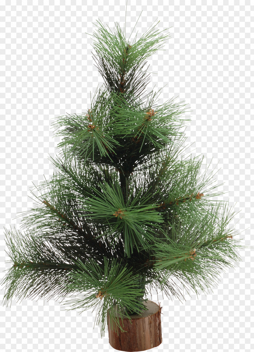 Palm Tree Christmas New Year Spruce Pine Ornament PNG