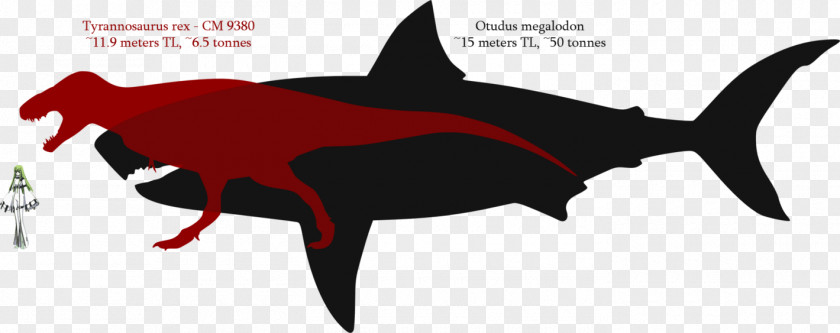 Shark Tooth Megalodon Tyrannosaurus Great White PNG