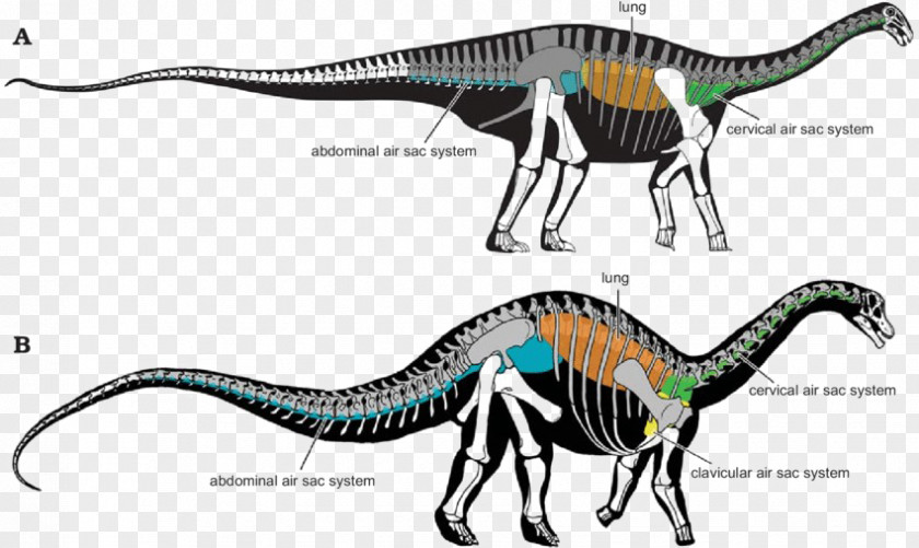 Bird Velociraptor Sauropoda Brachiosaurus Tyrannosaurus PNG