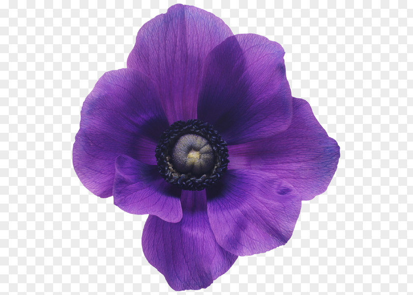 Flower Anemone Bouquet Purple Violet PNG