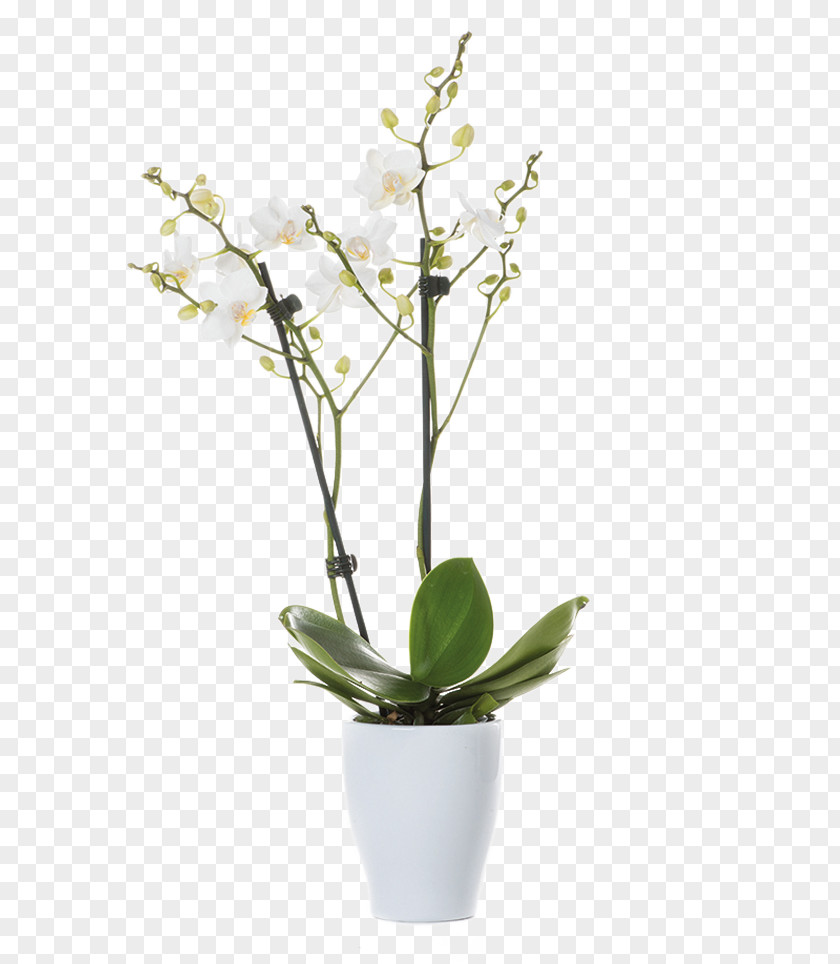 Flower Pot Stands Windows Moth Orchids Cut Flowers Prairie Gentian Plants PNG