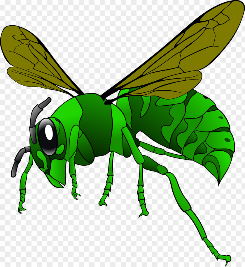Insect Green Hornet Bee Vespa Simillima Clip Art PNG