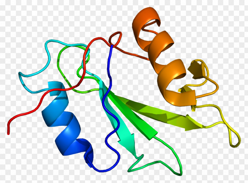 PTK6 Protein Kinase Tyrosine PNG