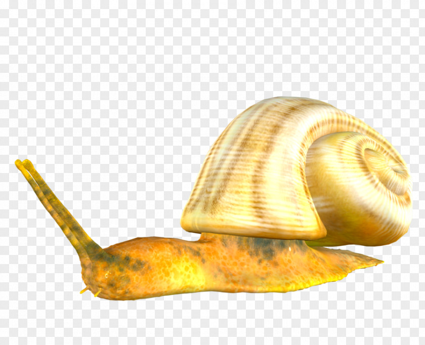 Snails Orthogastropoda Snail Information Clip Art PNG