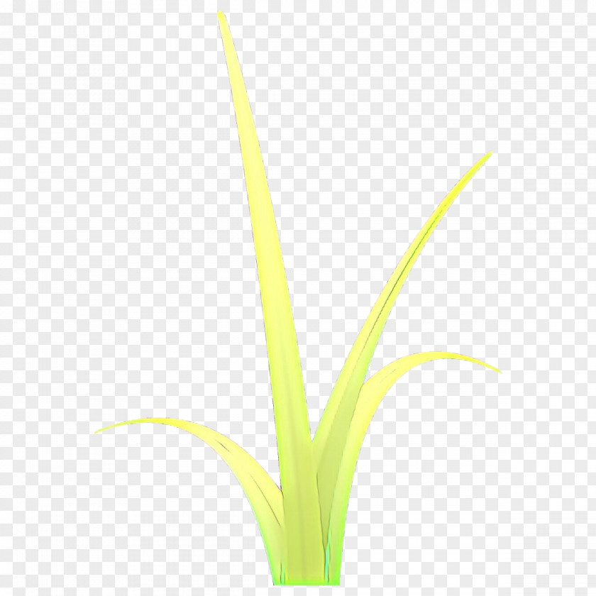 Flower Plant Grass Family Terrestrial PNG