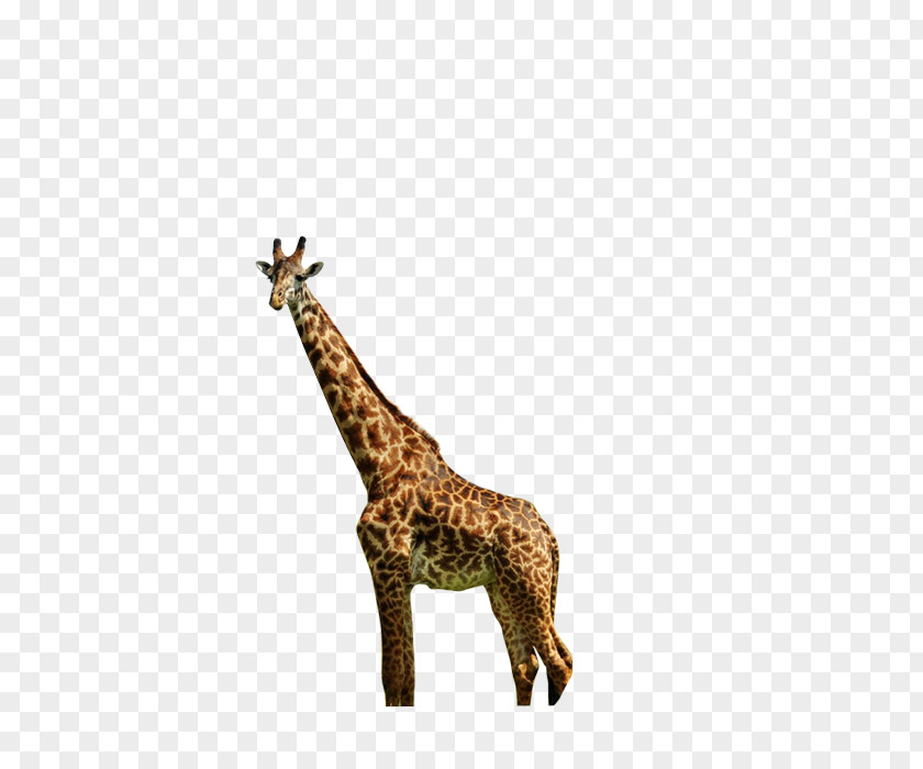 Giraffe Northern Animal Nature PNG