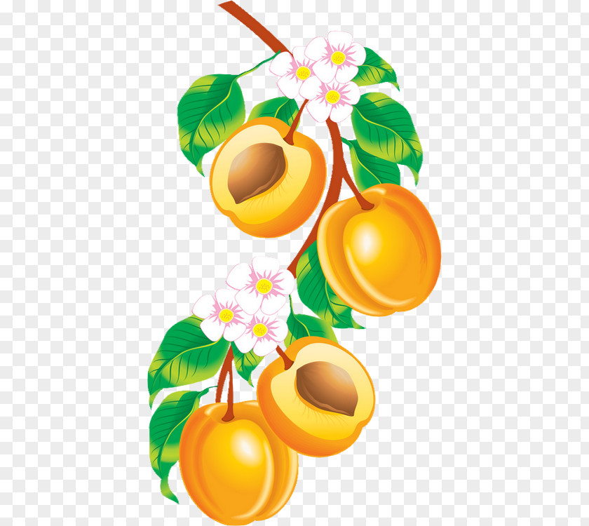 Abricot Background Apricot Armenian Plum Drawing Peach Fruit PNG