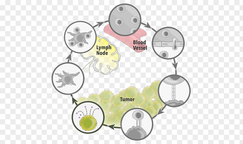 Antigen Presentation Mitogen-activated Protein Kinase Effector PNG