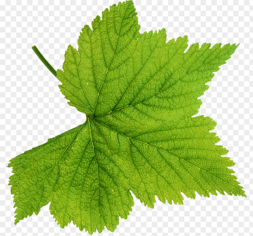 Cinquefoil Nettle Family Tree Background PNG
