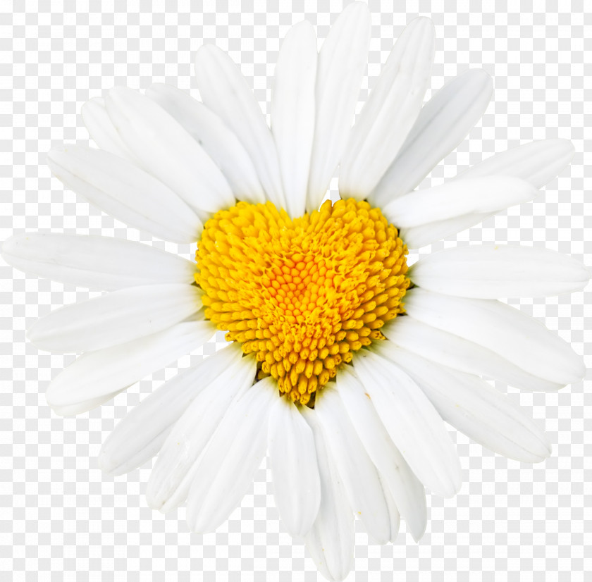 Daisy Common Oxeye Heart Flower Desktop Wallpaper PNG