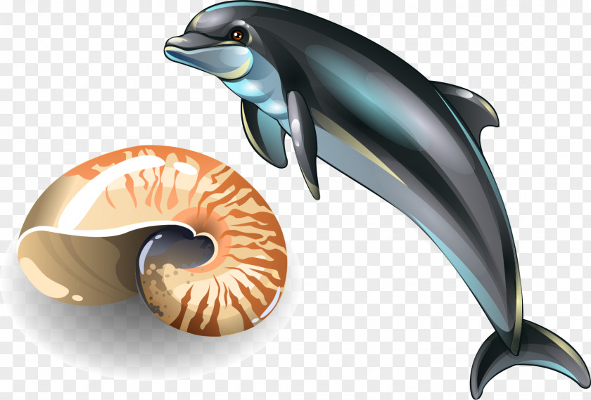 Dolphin Vector Elements Seashell Drawing Shellfish Royalty-free PNG