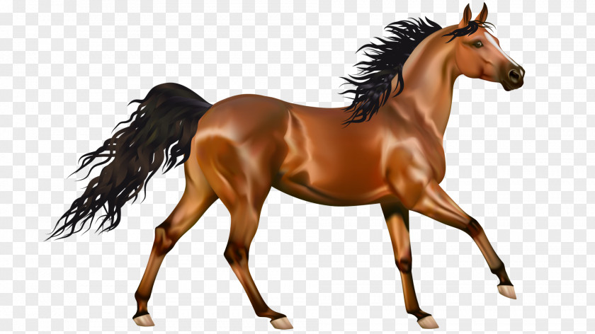Dry Land Arabian Horse Mustang Pony Clip Art PNG
