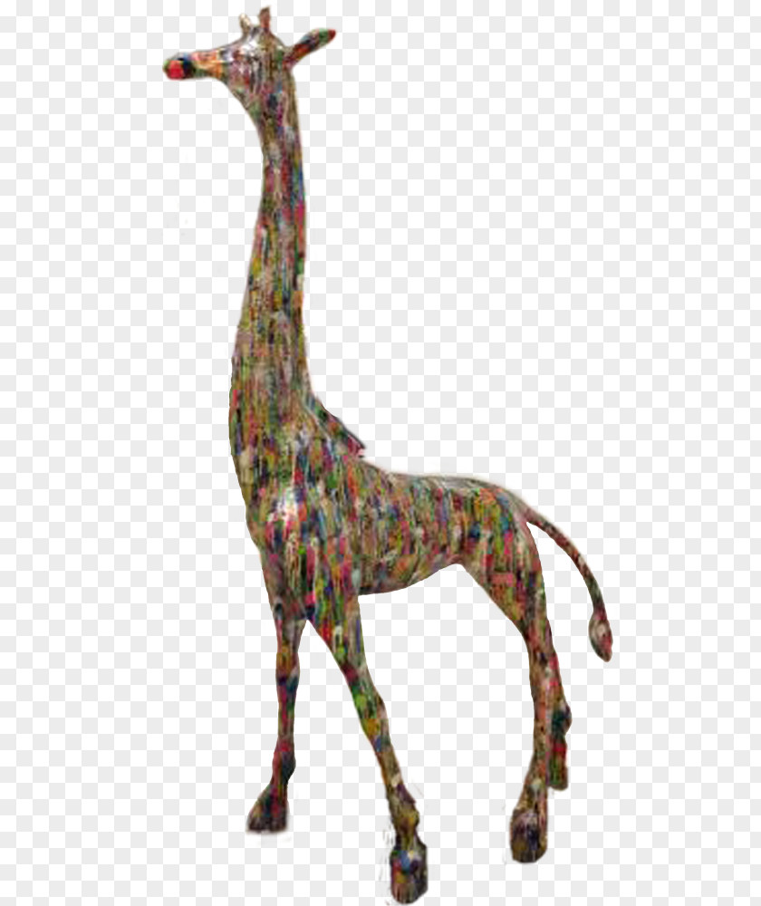 Giraffe Terrestrial Animal Neck Wildlife PNG