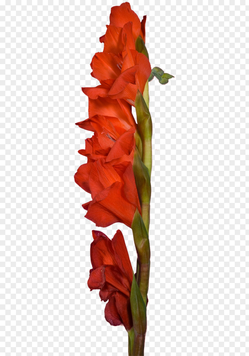Gladiolus Cut Flowers Plant Stem Clip Art PNG