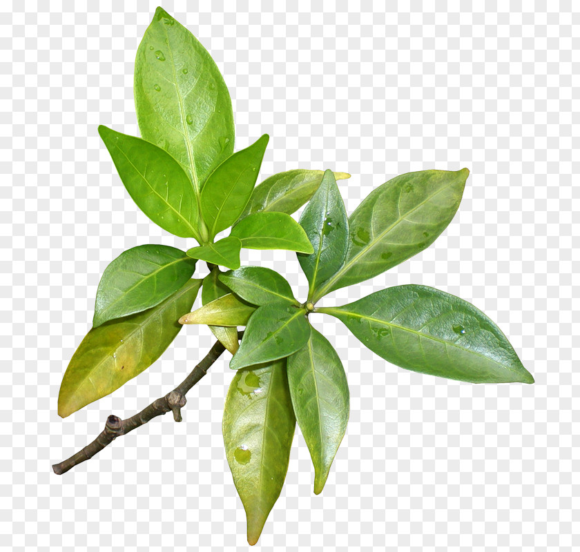 Leaf Branch Plant Stem Mane Tree PNG