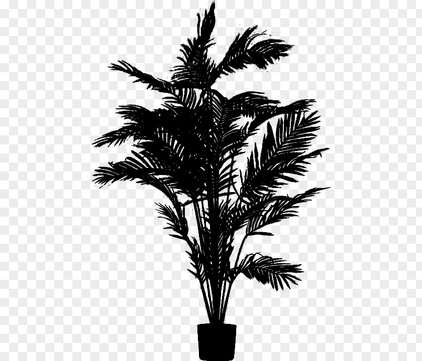 M Palm Trees Date Asian Palmyra Babassu Black & White PNG