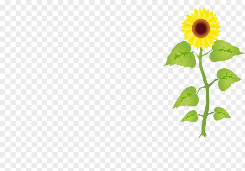Sunflower Vector Download Graphics Illustration Clip Art Stock Photography Royalty-free PNG