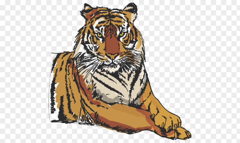 Tiger Vector Graphics Illustration Clip Art PNG