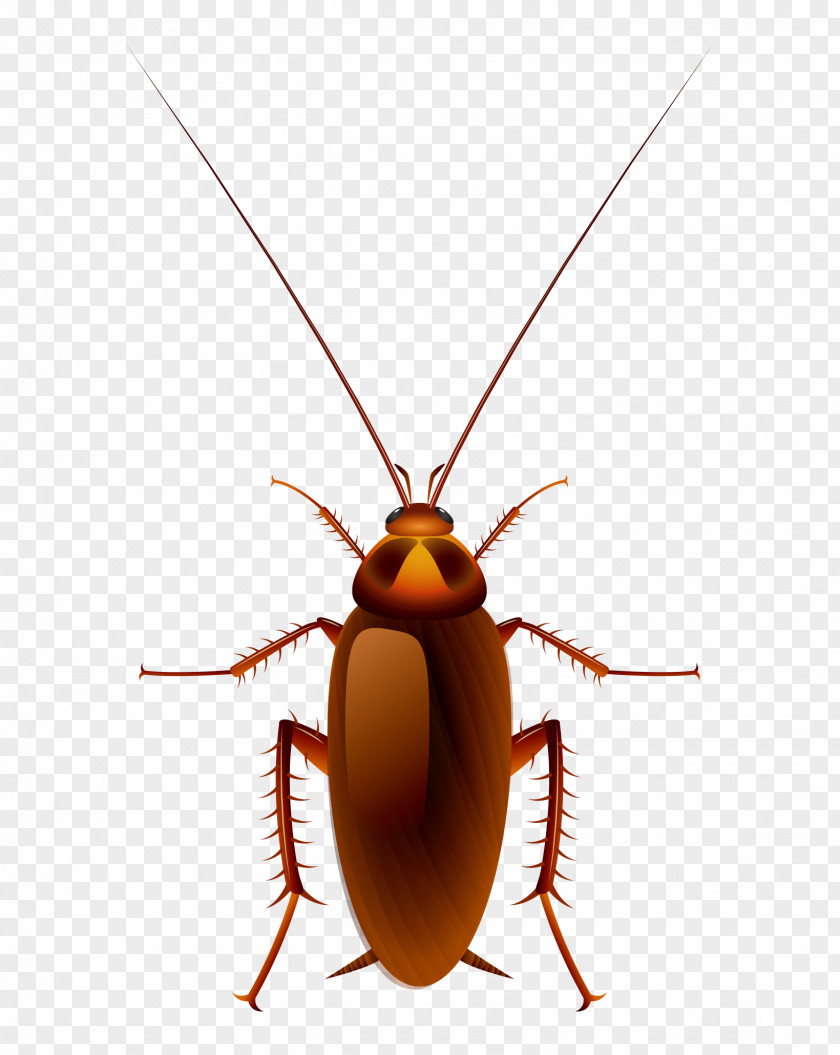 Vector Cartoon Hand Painted Red Back Cockroach Oggy Clip Art PNG