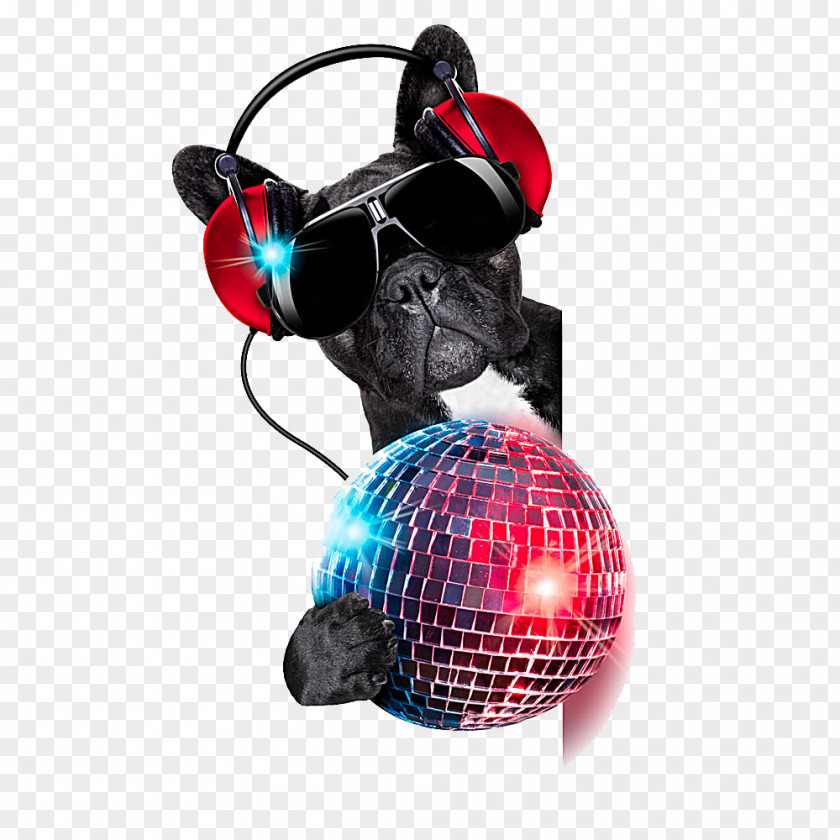 Colored Disco Ball Dog Stock Photography Nightclub Disc Jockey PNG
