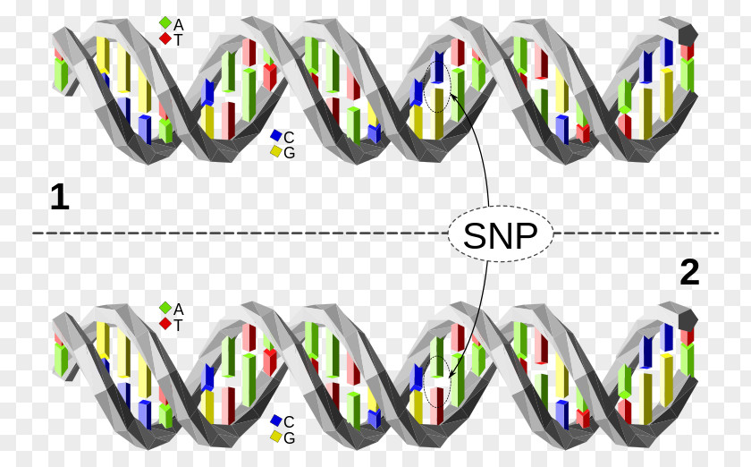 DNA Single-nucleotide Polymorphism Haplotype Genetic Variation PNG