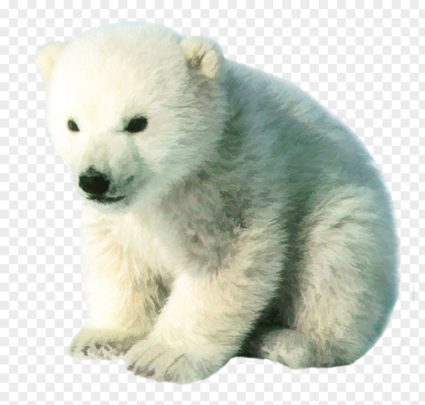 The Real Cute Polar Bear Free Matting Brown Cuteness Pizzly Grizzly PNG