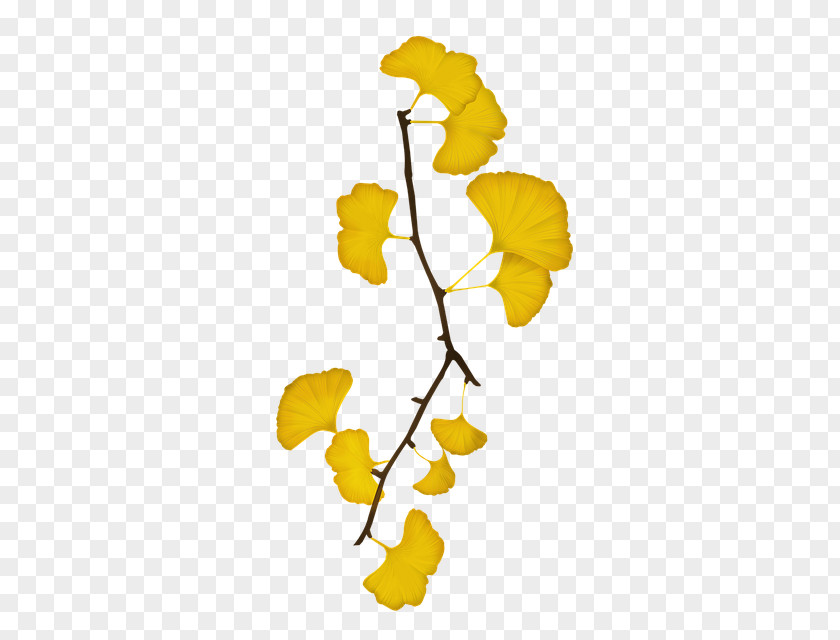 Yellow Ginkgo Leaves Maidenhair Tree Image Baiera PNG