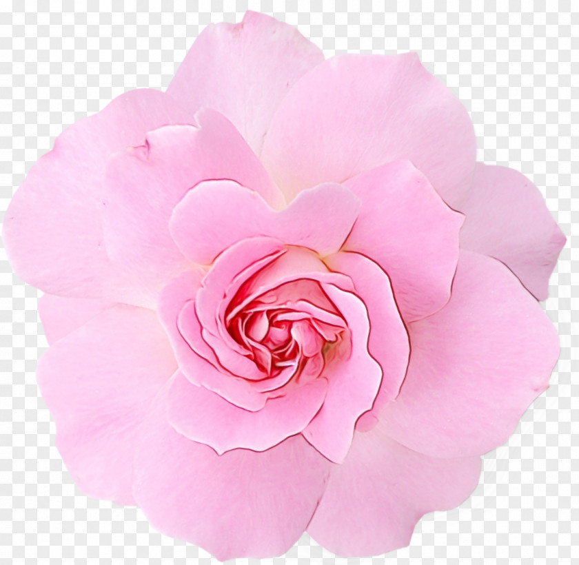 Rose Clip Art Pink Flowers PNG