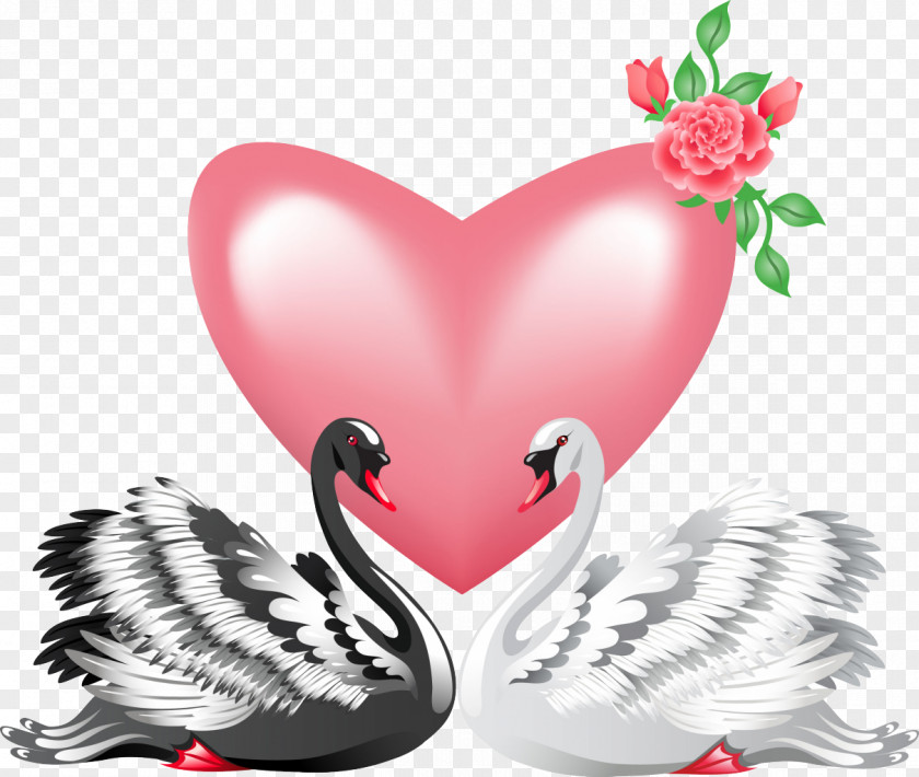 Swan Black Bird Valentine's Day Clip Art PNG
