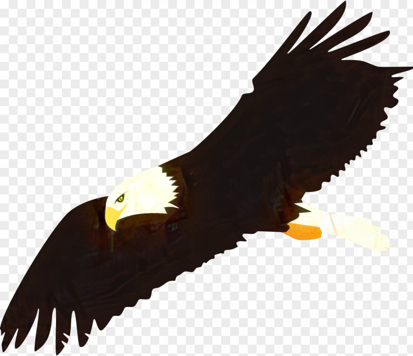 Claw Vulture Bird Silhouette PNG