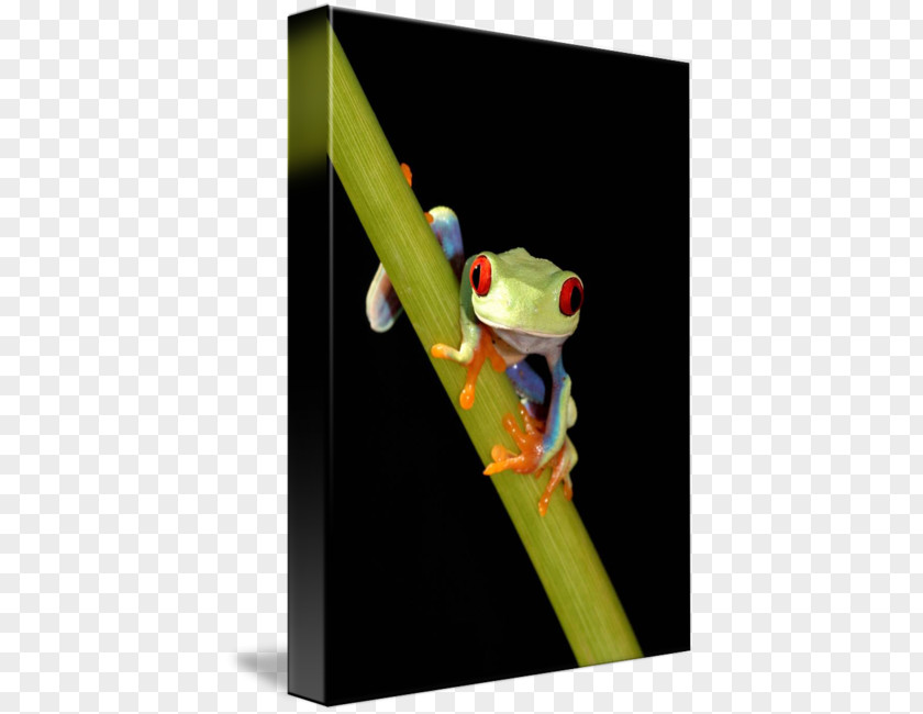 Red-eyed Tree Frog Paper Post Cards Red Amphibian PNG