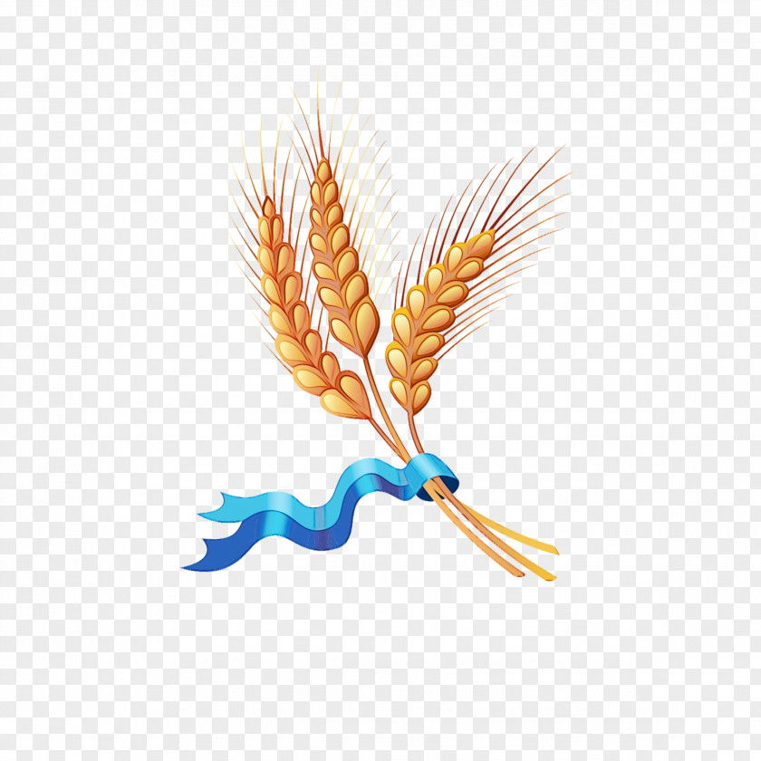 Tail Feather Orange PNG