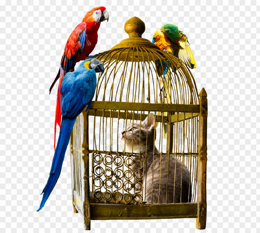 Birdcage Parrot Macaw PNG