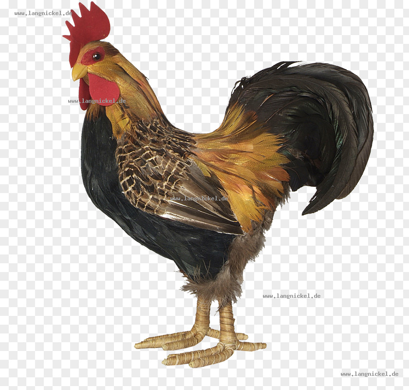 Chicken Rooster Bird Feather Spring PNG