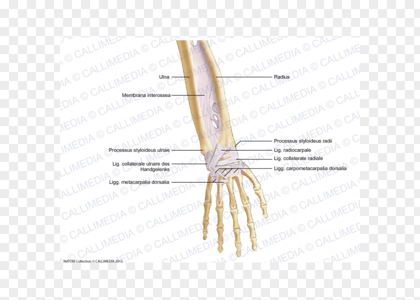 Hand Thumb Bone Forearm Ligament Anatomy PNG