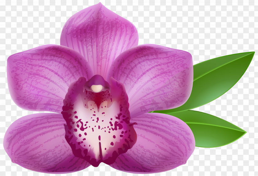 Purple Orchid Transparent Clip Art Image PNG