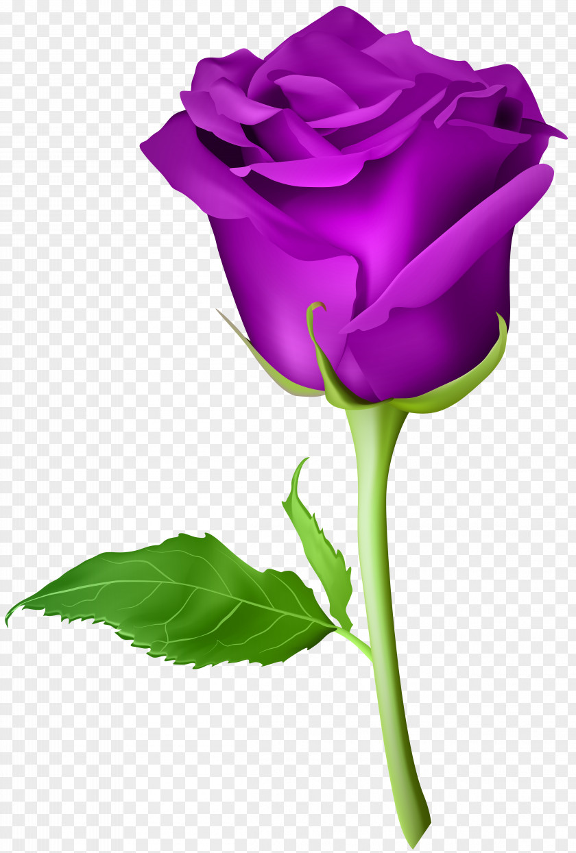 Rose Purple Transparent Clip Art Image Blue Artificial Flower PNG