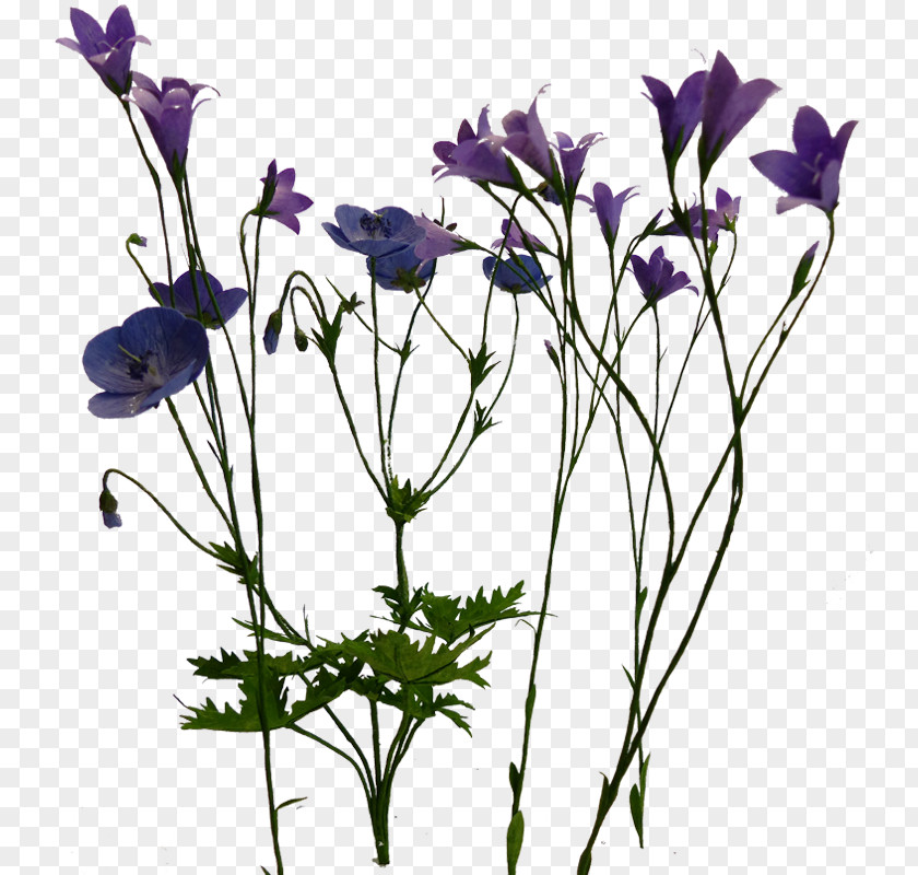 Violet Anemone Cut Flowers Plant Stem Petal Bellflowers PNG